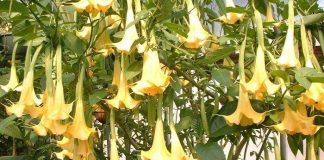 Kenali Manfaat dan Bahaya Tanaman Kecubung