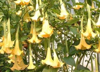 Kenali Manfaat dan Bahaya Tanaman Kecubung