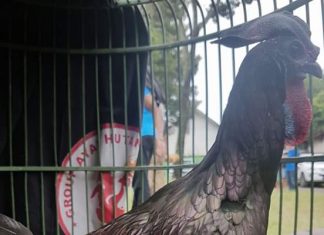 Kopi Lanang Bekisar Seharga Mobil