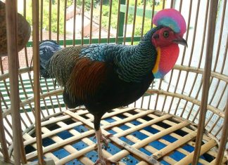 Menjaga Trah Rinjani