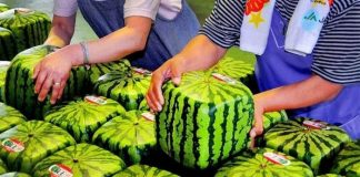 10 Buah Termahal di Dunia, Mau Coba?