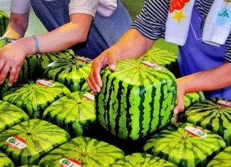 10 Buah Termahal di Dunia, Mau Coba?