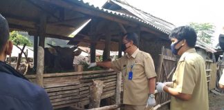Di Tengah Covid-19, Distan Lombok Barat Turun Monitoring Kondisi Kesehatan Hewan Kurban