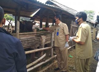 Di Tengah Covid-19, Distan Lombok Barat Turun Monitoring Kondisi Kesehatan Hewan Kurban