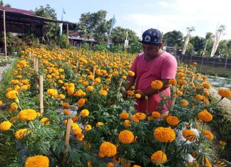 Taruna Tani Desa Gegelang Manfaatkan Lahan Tidur Tanam Bunga Kumitir dan Sayur