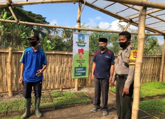 Benih Kuripan Tingkatkan Hasil Pertanian