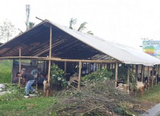 Tim Kesehatan Distan Mataram Belum Temukan Hewan Kurban Sakit