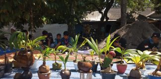 Mini Kelapa Menerobos Batas