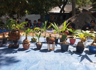 Mini Kelapa Menerobos Batas