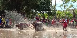 Barapan Kebo Meriahkan HUT RI ke-75