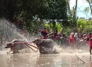 Barapan Kebo Meriahkan HUT RI ke-75