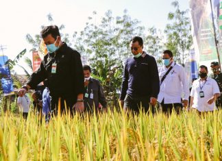 Menteri Pertanian: Panen Raya Pasokan Pangan di Masa Pandemi