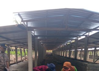 NTB Songsong Swasembada Daging