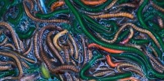 Bau Nyale Tanpa Keramaian Warga