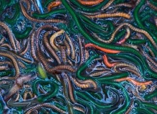 Bau Nyale Tanpa Keramaian Warga