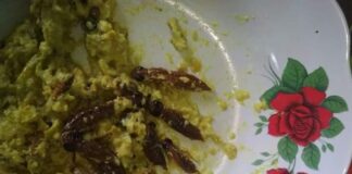 Gulai Serangga Sembalun Bumbung