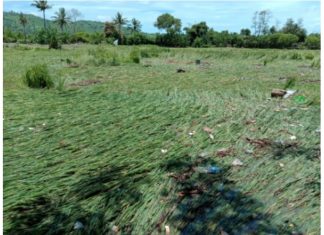 Banjir Dompu, Puluhan Hektar Tanaman Padi Terancam Gagal Panen