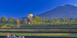 Status IDM Lombok Timur 2021:”Maju”