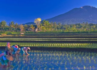 Status IDM Lombok Timur 2021:”Maju”