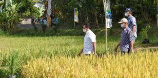 Gubernur NTB Ajak Masyarakat Beli Beras dari Perusahaan yang Serap Gabah Petani Lokal