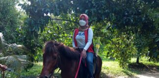 Berkuda di Kebun Manggis