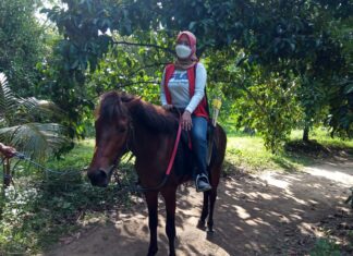 Berkuda di Kebun Manggis