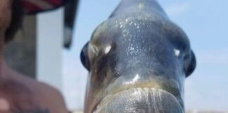 Ikan dengan ‘Gigi Manusia’ Gegerkan Pengunjung Pantai di North Carolina AS