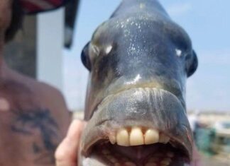 Ikan dengan ‘Gigi Manusia’ Gegerkan Pengunjung Pantai di North Carolina AS