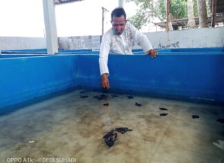 Mapak, Konservasi Mini Penyu