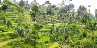 Ini 7 Alasan Desa Tetebatu Layak Jadi Desa Wisata Terbaik Dunia