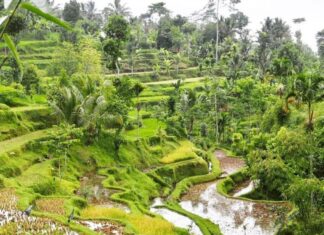 Ini 7 Alasan Desa Tetebatu Layak Jadi Desa Wisata Terbaik Dunia