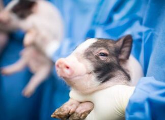 Fatwa Al-Azhar Mesir Izinkan Transplantasi Ginjal Babi ke Manusia