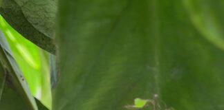 ‘Sarang’ Sabu di Pohon Jambu.