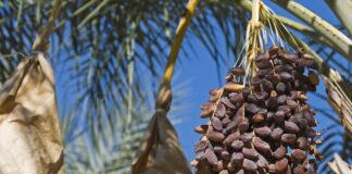 Kurma: Buah Kesukaan Nabi Muhammad