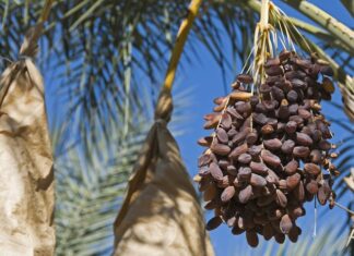 Kurma: Buah Kesukaan Nabi Muhammad