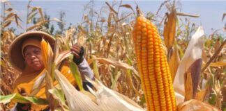 Atasi Harga Anjlok, Gubernur Usulkan Ekspor Jagung NTB