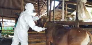 Sapi di Kota Mataran Divaksin