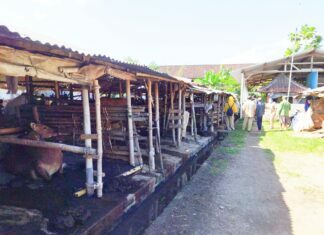 Pedagang Diminta Jual Hewan Kurban Secara Online