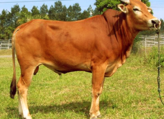 Ternak Bergejala Wabah PMK Tetap Sah Jadi Hewan Kurban