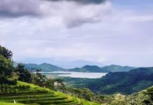 Kontribusi PDRB Sektor Pertanian,Perikanan dan Kehutanan Dalam RPJMD NTB 2019-2023