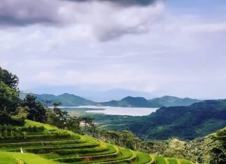 Kontribusi PDRB Sektor Pertanian,Perikanan dan Kehutanan Dalam RPJMD NTB 2019-2023