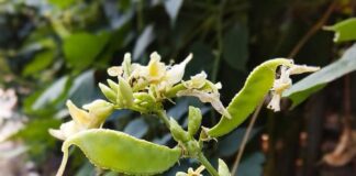 Musim Kawin, Musim Telih Kembang Komak