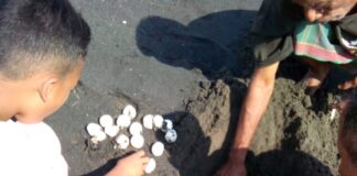 Para Bocah Pantai Tanjung Karang Beraksi Selamatkan Telur Penyu