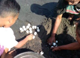 Para Bocah Pantai Tanjung Karang Beraksi Selamatkan Telur Penyu