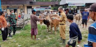 1,4 Juta Vaksin PMK untuk Hewan Ternak NTB