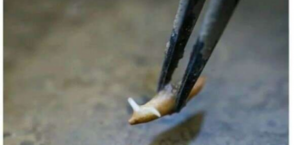 Astronot China Tes Tanam Padi di Luar Angkasa