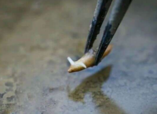 Astronot China Tes Tanam Padi di Luar Angkasa