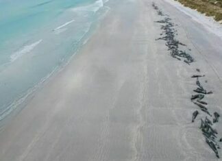 77 Paus Mati Terdampar di Pantai Selandia Baru