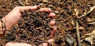 Tinjau Lokasi Budidaya Maggot BSF Lingsar, Wagub NTB Sampaikan Ini!