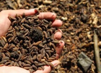 Tinjau Lokasi Budidaya Maggot BSF Lingsar, Wagub NTB Sampaikan Ini!